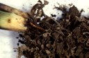 Wireworm (on corn plant roots)