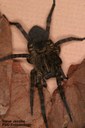 Wolf spider