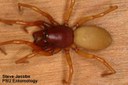Woodlouse Hunter Spider