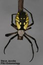 Yellow Garden Spider