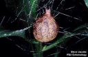 Yellow Garden Spider (with egg sack)