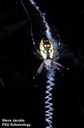 Yellow Garden Spider