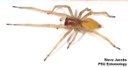 Yellow sac spider