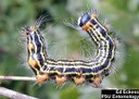 Yellownecked caterpillar