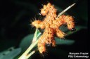 Yellownecked caterpillar