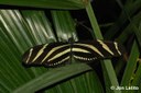 Zebra Longwing