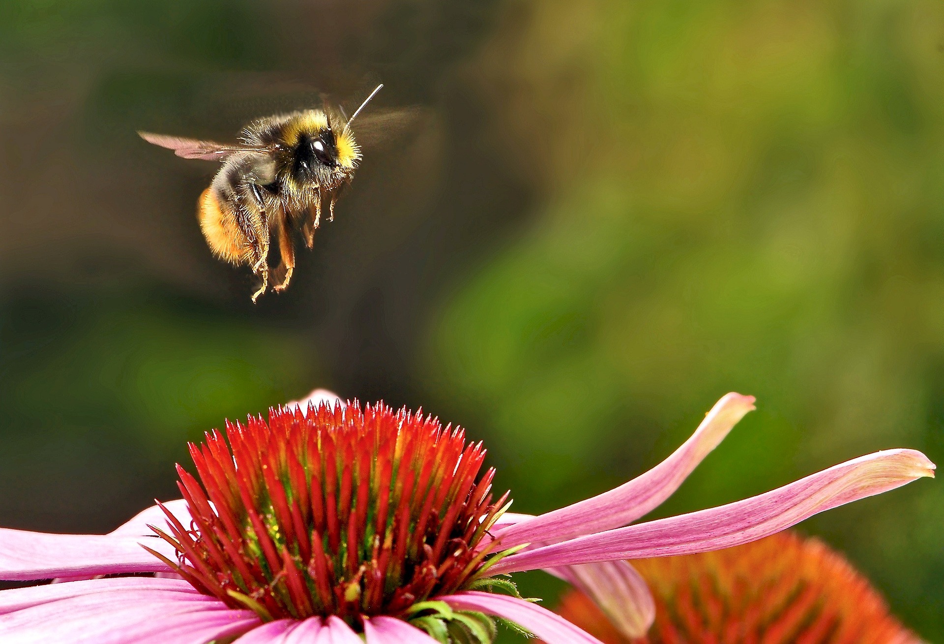 Diferencia entre avispa, abeja y abejorro 🐝 (TODA LA INFORMACIÓN) 