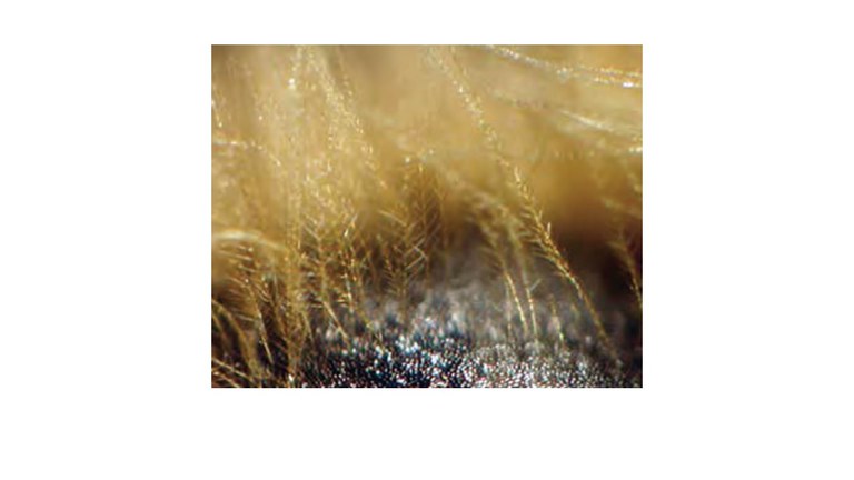 Figura A.2. Los pelos ramificados son especializaciones para la recolección de polen en el cuerpo de las abejas. 