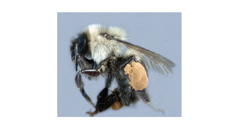 Figure.A.3. Los abejorros tienen cestos para polen en sus piernas traseras, también conocida como corbícula.