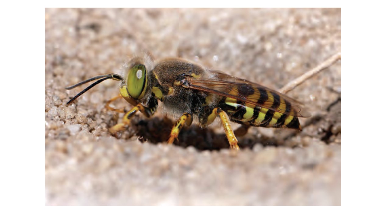 Figur A.1. Las avispas de arena son los parientes más cercanos a las abejas. Las avispas anidan bajo tierra y cazan otros insectos.