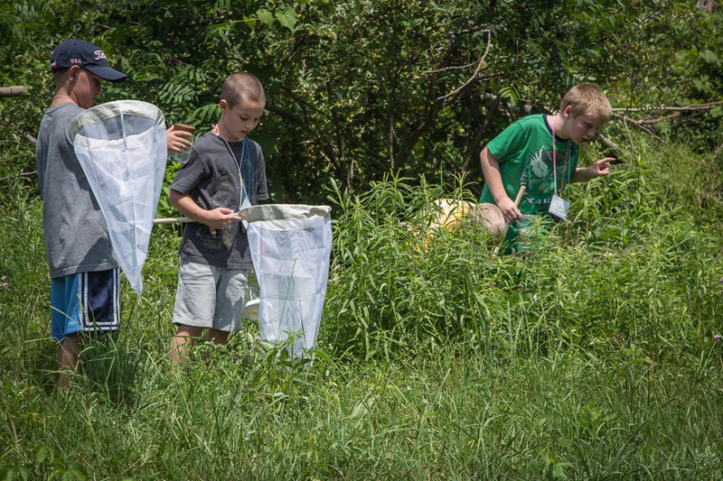 Students collecting insects