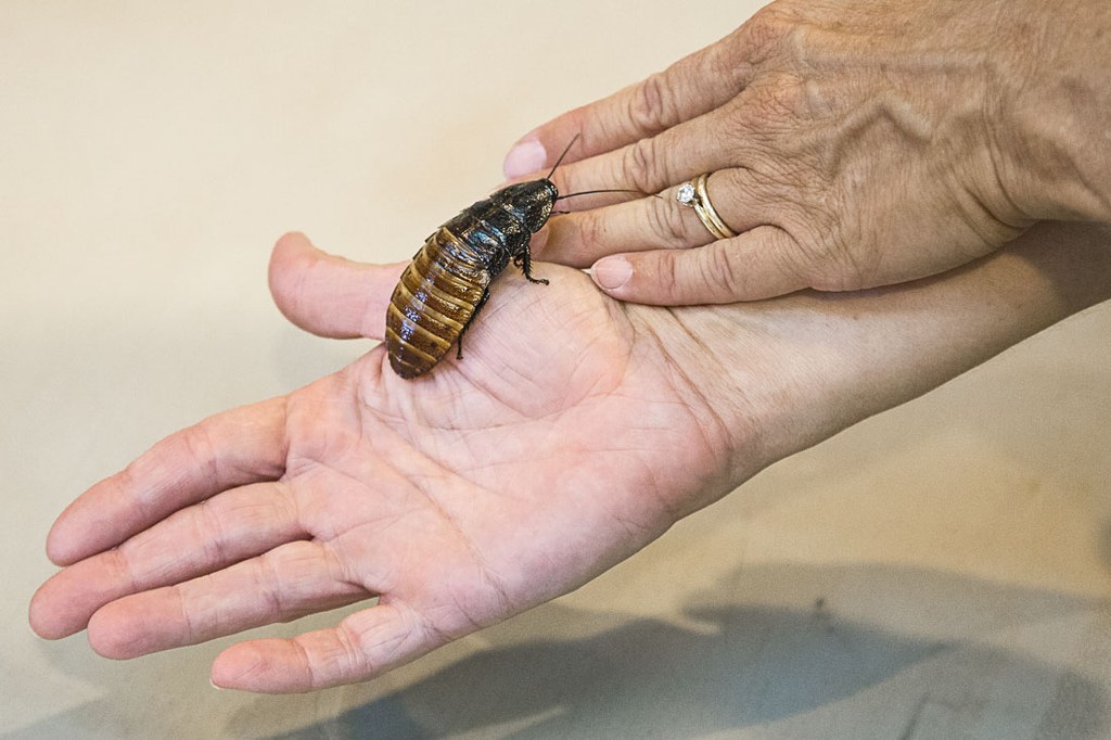 2016 Great Insect Fair