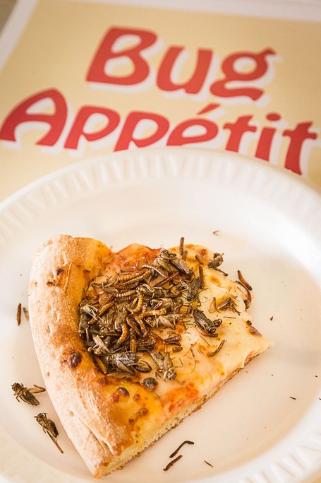 2016 Great Insect Fair