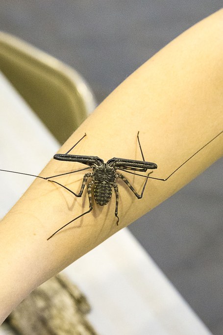 2016 Great Insect Fair