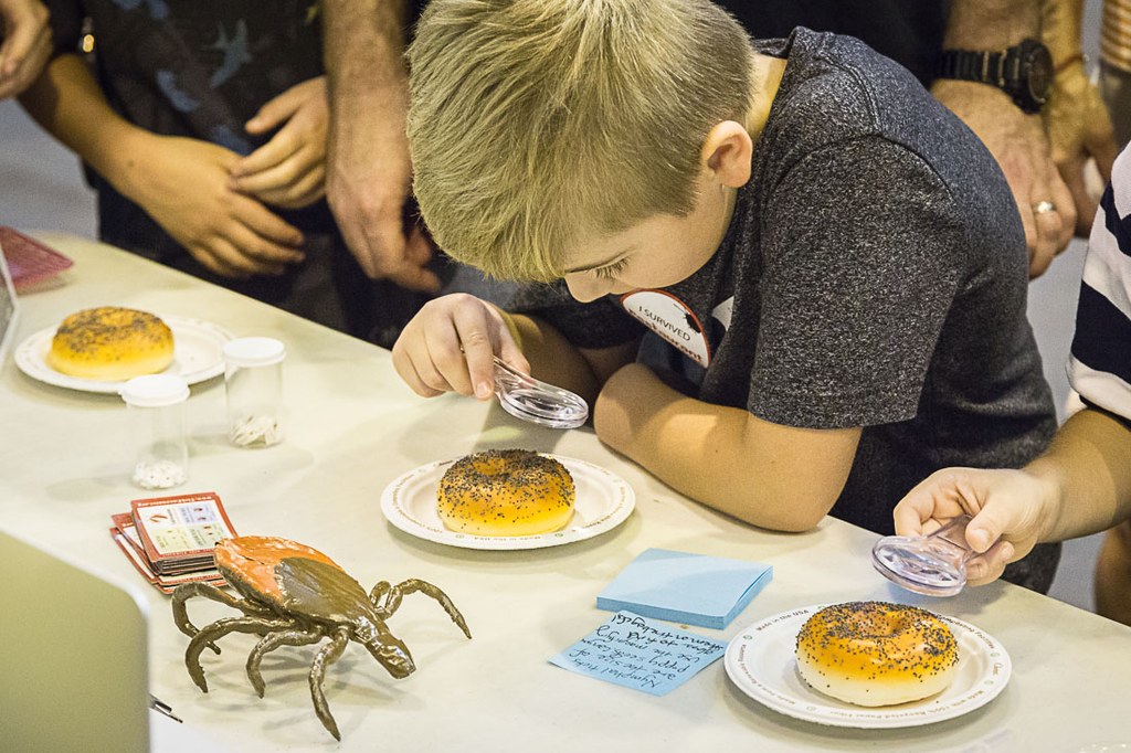 2016 Great Insect Fair