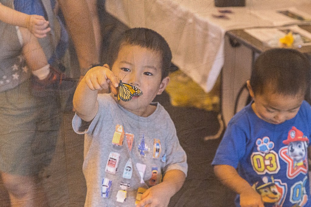 2016 Great Insect Fair