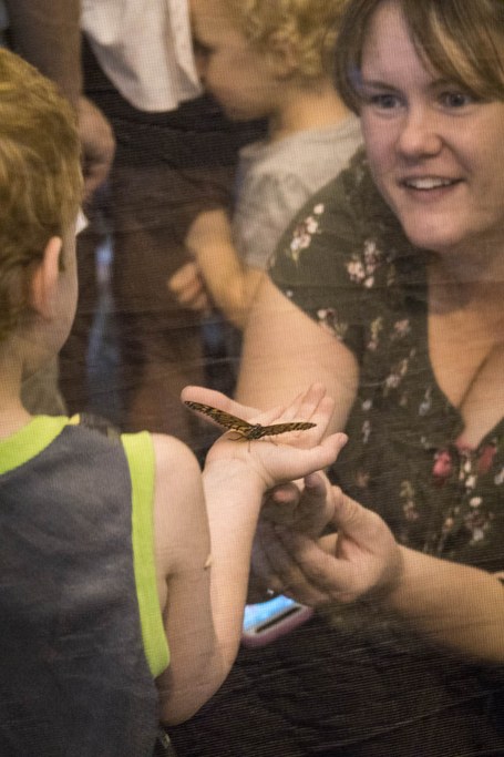 2017 Great Insect Fair