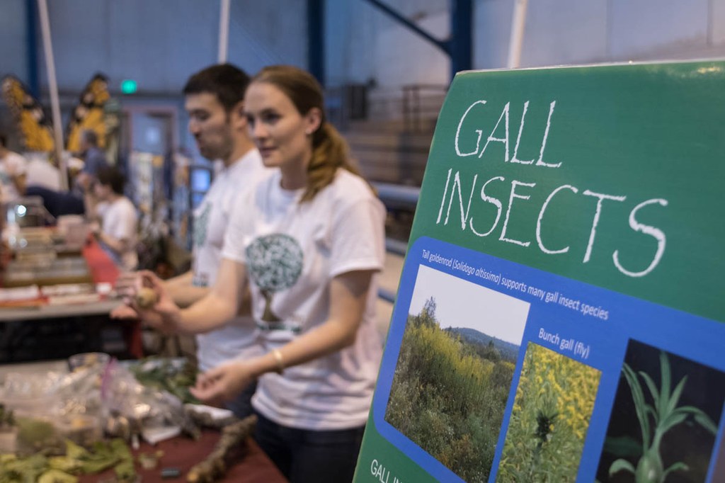 2017 Great Insect Fair