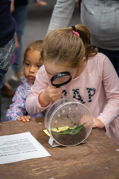 2018 Great Insect Fair