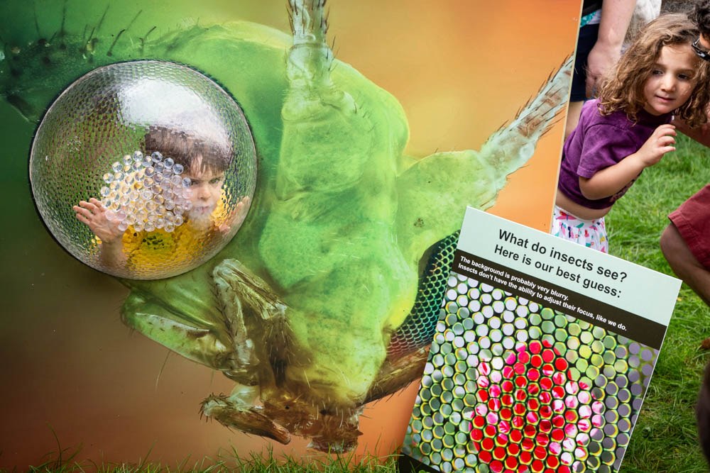 Children enjoy displays at the annual Great Insect Fair