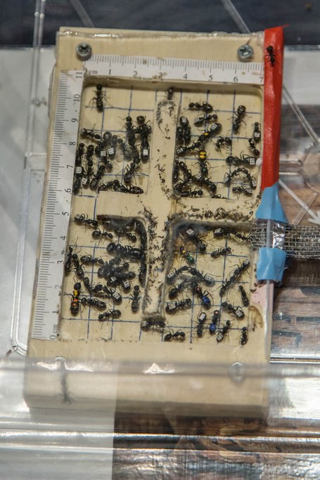 Photographs from the Great Insect Fair