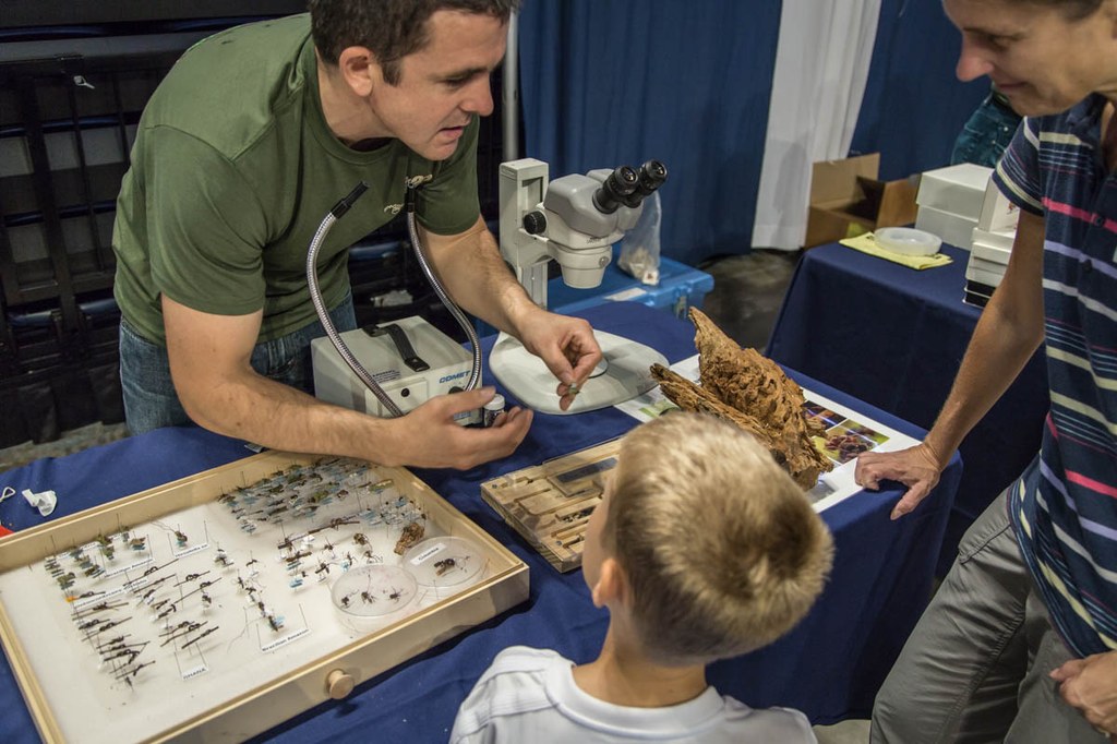 Photographs from the Great Insect Fair