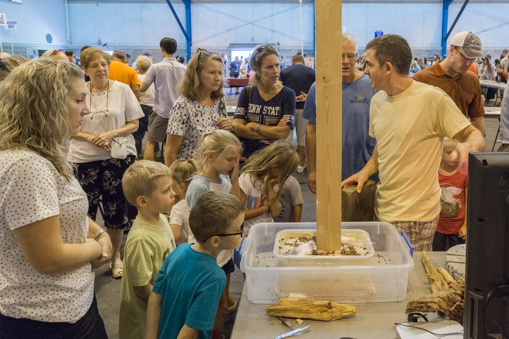 Photographs from the Great Insect Fair