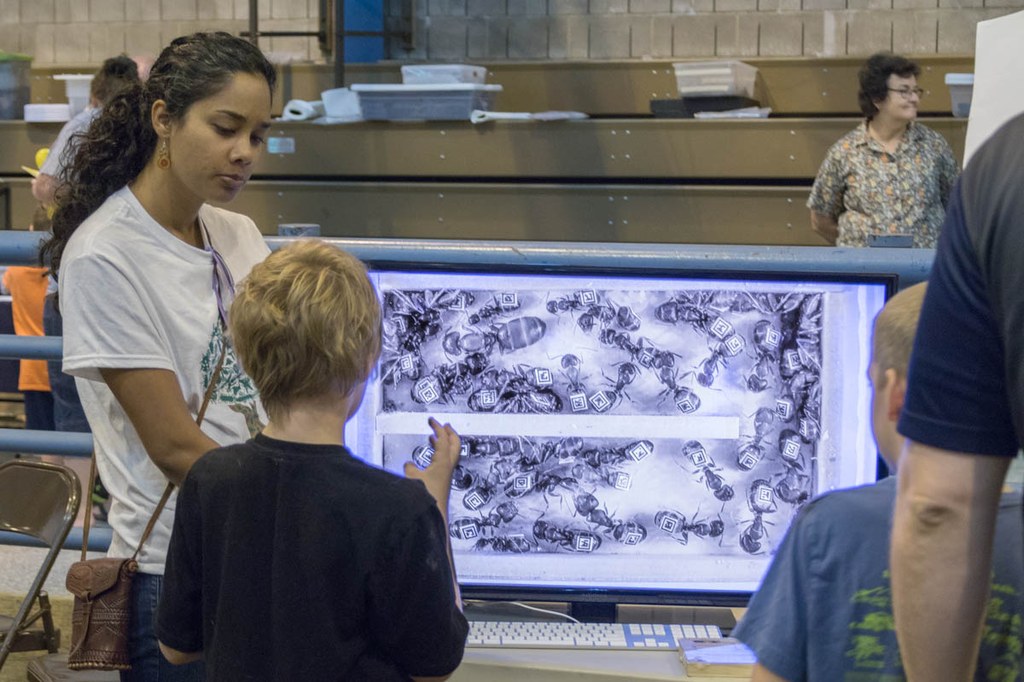 Photographs from the Great Insect Fair