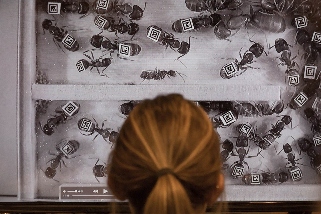 Photographs from the Great Insect Fair