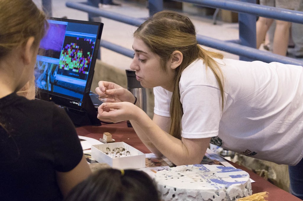 Photographs from the Great Insect Fair