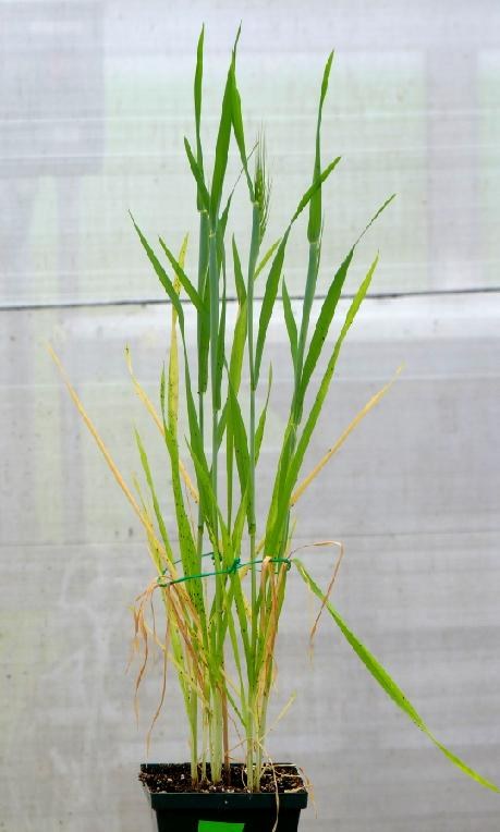 aphid-infested wheat-small