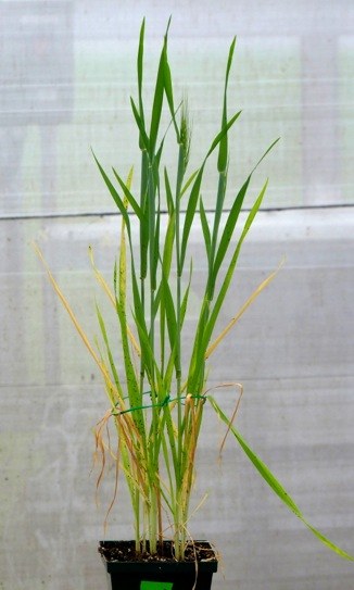 aphid-infested wheat