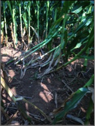 Goose-necking Bt corn that was heavily damaged by rootworms