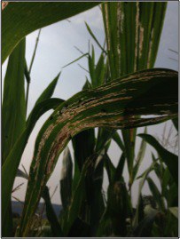 Leaf feeding by rootworm adults in a field with suspected Bt-resistant root worms