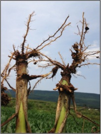 Rootworm-damaged roots of Bt corn