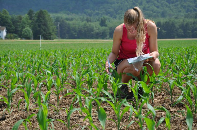 Sarah Wylie assessing corn