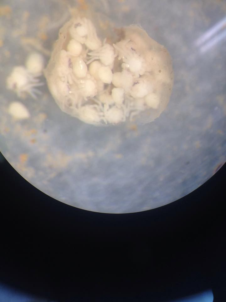 Wolf spiderlings
