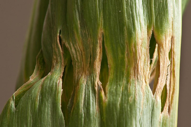 Corn 1