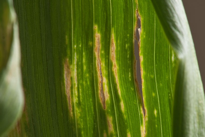 Corn 2