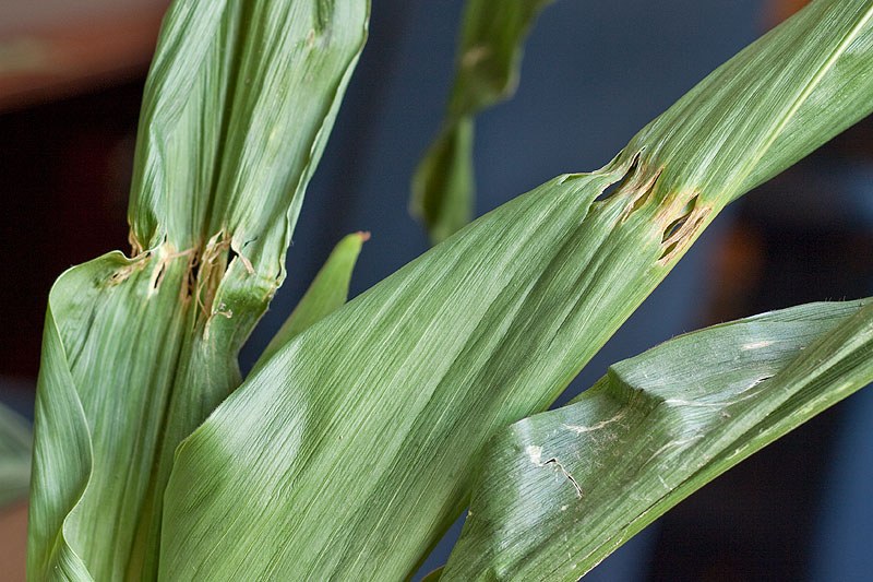 Corn 3