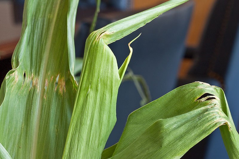 Corn 4