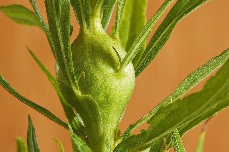 Gall 1