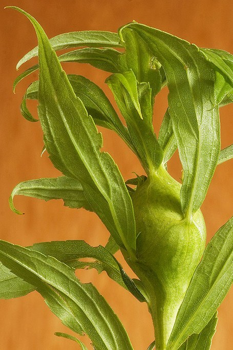 Gall 4