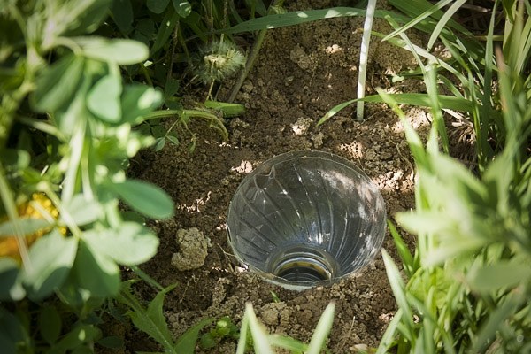 Pitfall trap 1