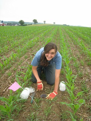 As part of a large collaborative USDA Northeast-SARE (Sustainable Agriculture Research and Education) funded Ecosystems project, I am investigating the consequences for insect pest control of farming practices such as crop rotation, tillage, and nutrient management. Such practices may impact herbivore populations directly, or indirectly through their influence on natural enemies and plant defense. I am especially curious how changes in the farm habitat alter colonization and persistence of generalist predators. More broadly, I would like to use natural ecosystems as inspiration to improve low-input farming methods. When not in the lab I can usually be found in the garden, on my bike, or in a book.