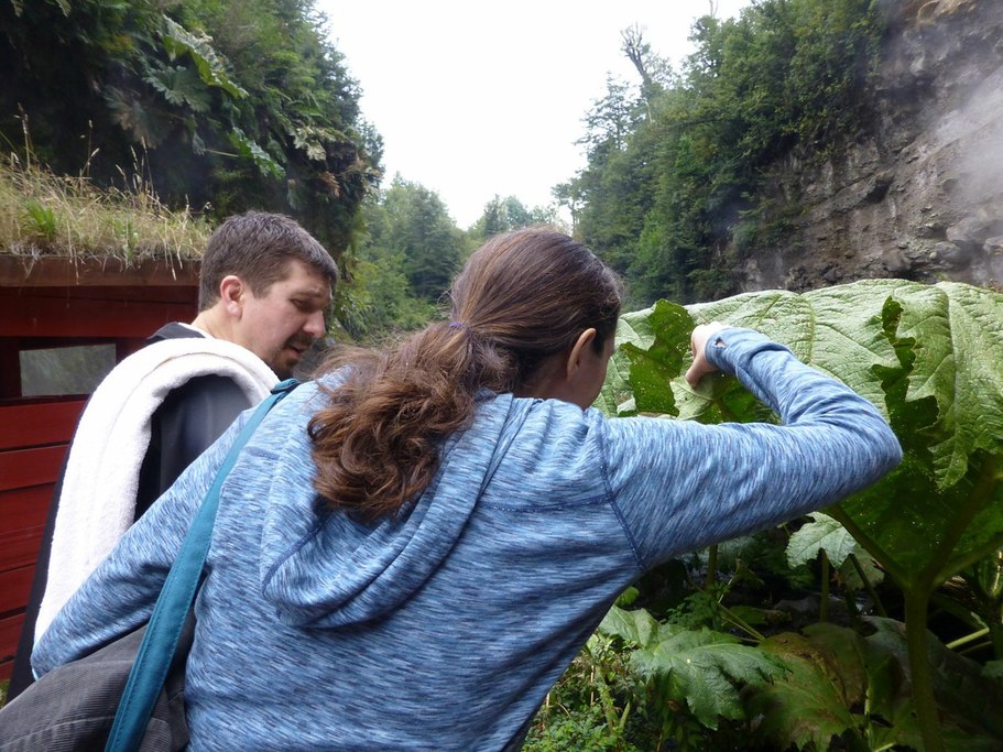 Even when on a relaxing visit to thermal baths in Chile, these hard-core scientists find time to examine herbivory.  Dr. Steve Frank and Maggie Douglas, Termas Geometricas, near Conaripe, Chile