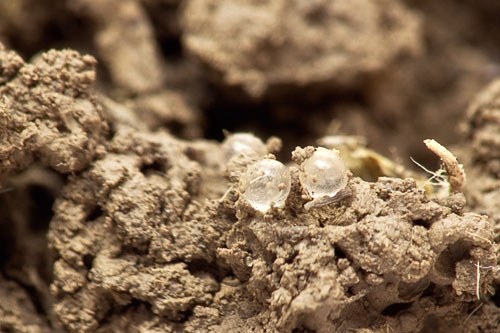 Eggs