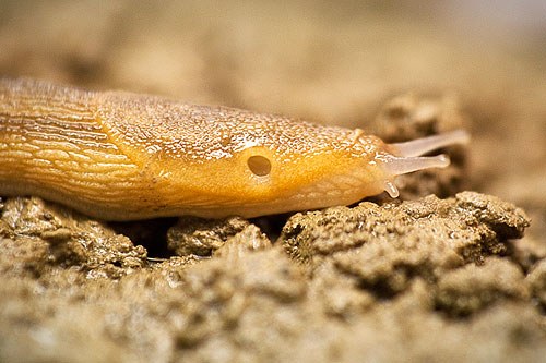Slug 2
