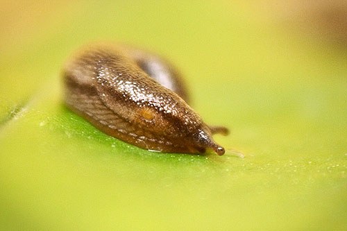Slug 3