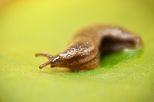 Slug 4